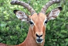 Antelope Scholarship GCU: Trail of Intrigue